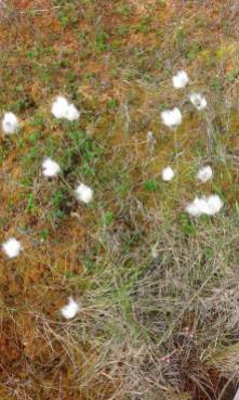 hare´stale cottongrass