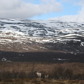 Reindeers just before Norwegian border