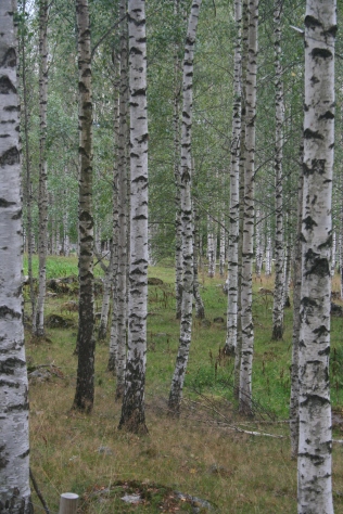 Birches of Väisälänmäki